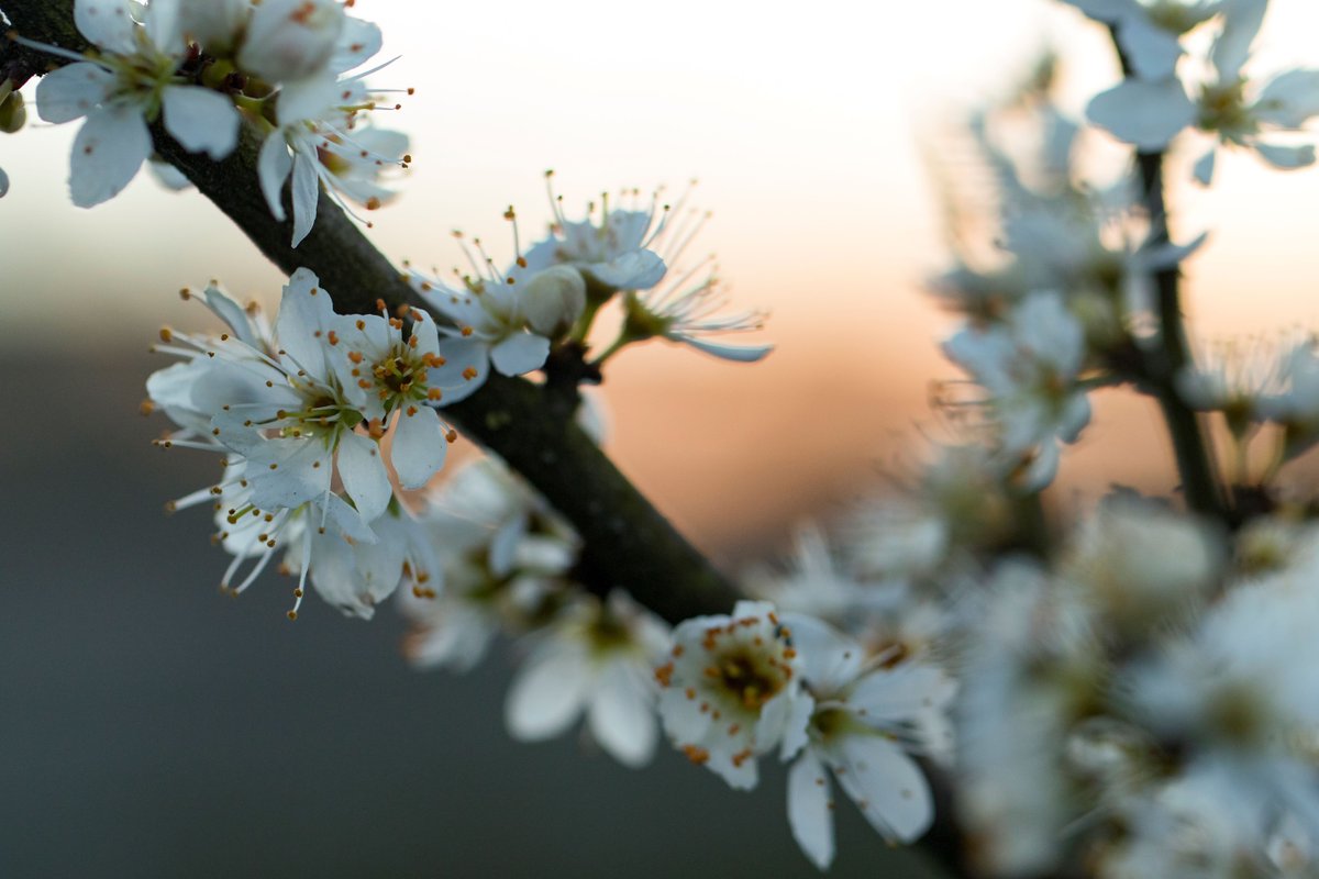 Do you want to improve your tree ID skills? 🌳

Join DWT's #SaveDevonsTrees team for an online talk about the different buds, leaves & blossoms of UK trees in spring.

📅 Monday 8 April, 18:30. Get your free tickets👉 buff.ly/43B6hrk 

📷 Chris Lawrence 
#ConnectToNature