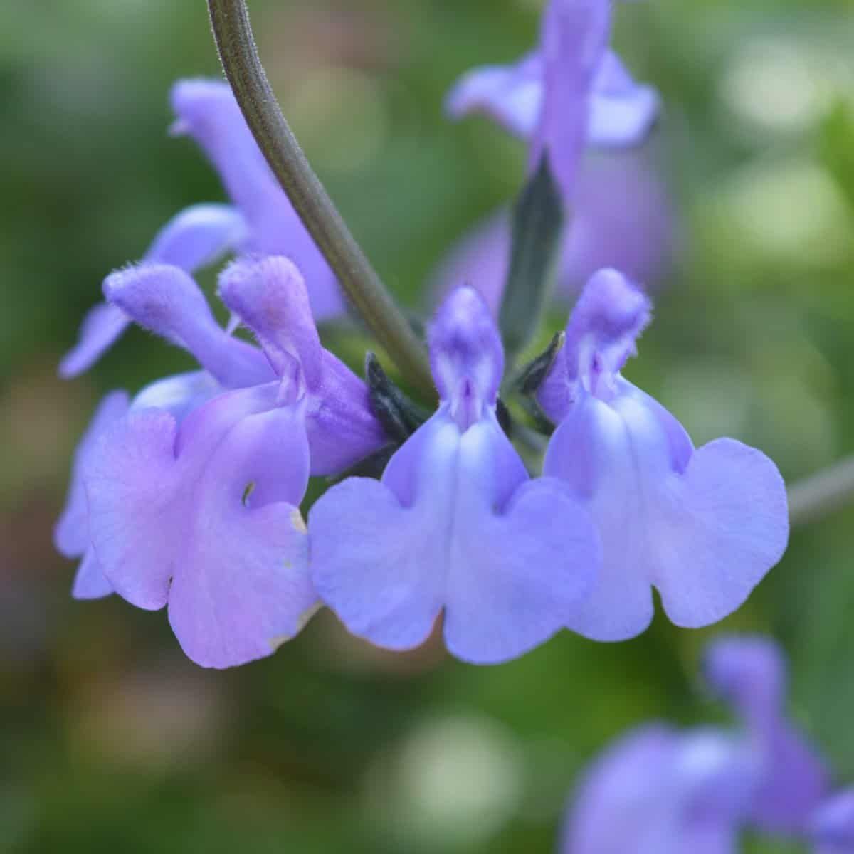 Middleton Nurseries tweet media