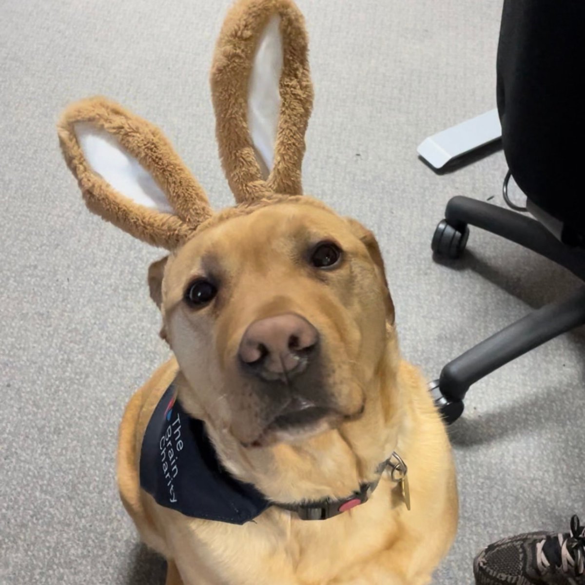 Happy Easter from everyone at The Brain Charity - including guide dog Patch! 🐰