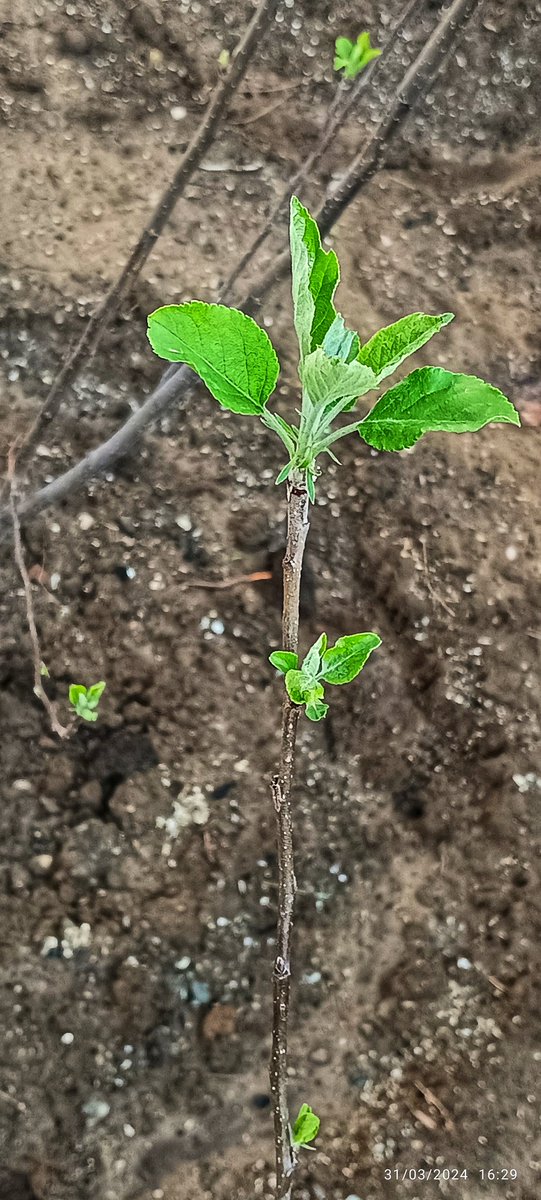 The RootStock apple plants, with new leaves. Maybe next year they will start bearing fruits. #smallfarmers #Kullu #Organic #life #hills #Himachal