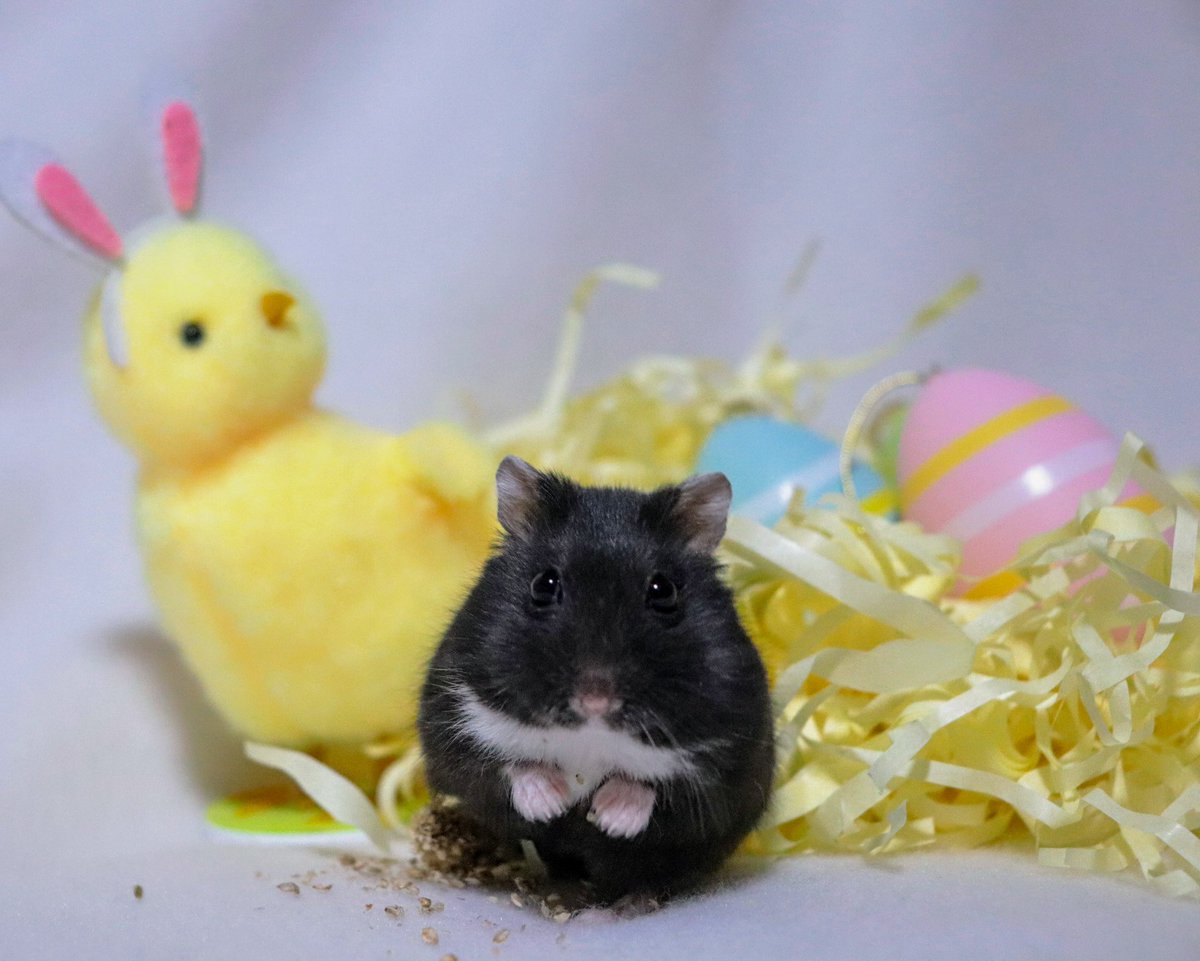 こちょび (@kochobi_86) / Posts / X