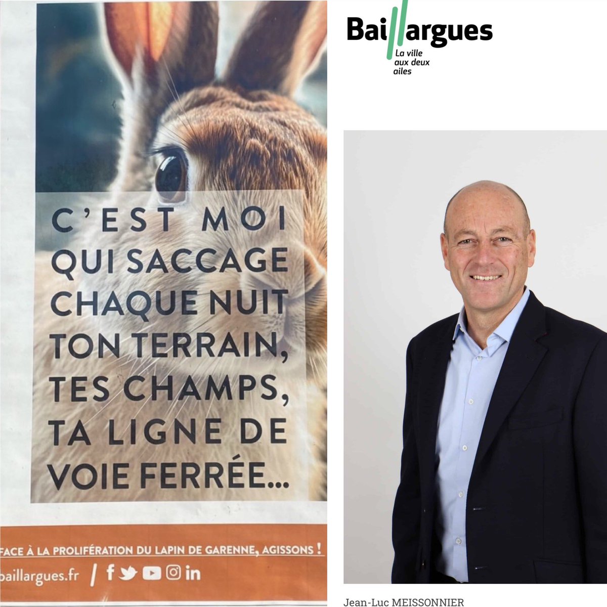 Puisque le maire de <a href="/VBaillargues/">Ville de Baillargues</a> mr messonnier aime afficher des portraits dans les rues de sa ville je le mets à côté du lapin qu'il veut zigouiller .