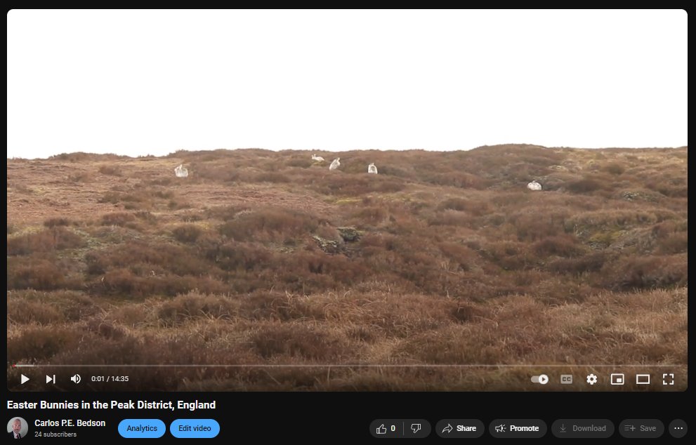 Get yourself some Easter bunny love! Amazing #mountainhare video - best watched on big TV screen. Link here: youtu.be/2A6rLMgb49g?si… Rare bunny behaviour: slow, gentle, sleeping, yawning, stretching, sniffing, frolicking @HPT_Official @PTES @Team_BMC @WorldLagomorph