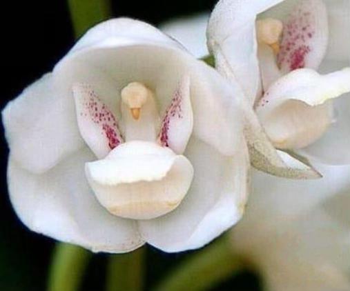 Esta flor se llama Elata. Es una orquídea de Brasil que lleva en su interior la paloma de la Paz. #FelizDomingo #Flores
