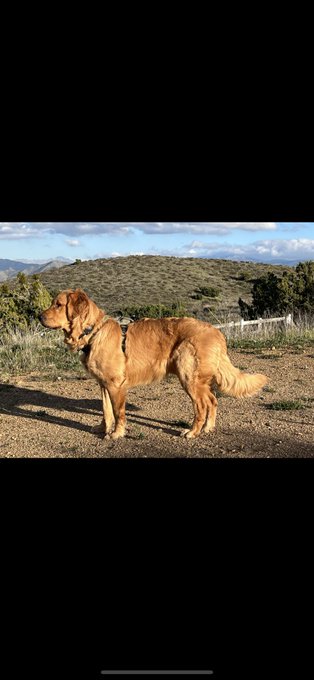 Recent pictures of our beloved Dusty. Believe it or not he is still a puppy 🐶 He&rsquo;s about to turn 9 months