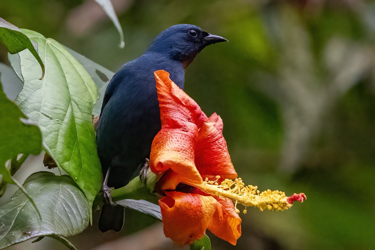 mitoGFP's tweet photo. Great-tailed and Greater Antillean grackle, Jamaican Blackbird and Orangequit #naturalistjourneys #BirdsSeenIn2024 #birdphotography #sonyA1  #birdwatching #wildlifephotography #jamaica #BirdTwitter #birding #BirdsOfTwitter  @inaturalist #jamaicabirds #birdsofjamaica https://t.co/bCQA4twKh9