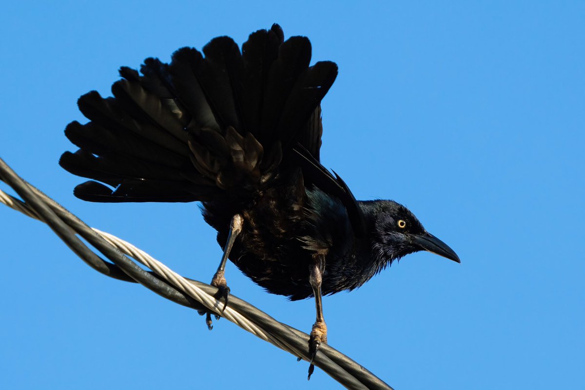 mitoGFP's tweet photo. Great-tailed and Greater Antillean grackle, Jamaican Blackbird and Orangequit #naturalistjourneys #BirdsSeenIn2024 #birdphotography #sonyA1  #birdwatching #wildlifephotography #jamaica #BirdTwitter #birding #BirdsOfTwitter  @inaturalist #jamaicabirds #birdsofjamaica https://t.co/bCQA4twKh9