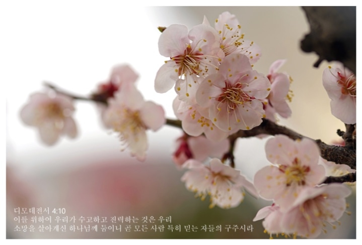 Blessed Easter year2024AD 🌸 🌸 🌸 🌸 ❤️🇰🇷
#southkoreacherryblossoms
#ourtravels🇰🇷❤️
1 Timothy 4 : 10 📙🙏
