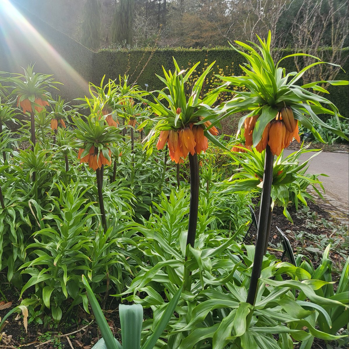 🐝 These spectacular Futillaria imperialis 'Willam Rex' (crown imperial) are well worth seeking out in our Hot Garden but be prepared to have some company, they are a really valuable food source for pollinators at this time of year!
