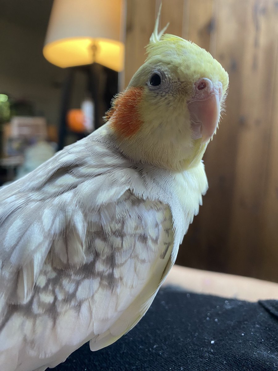Freddie The Tiel tweet media