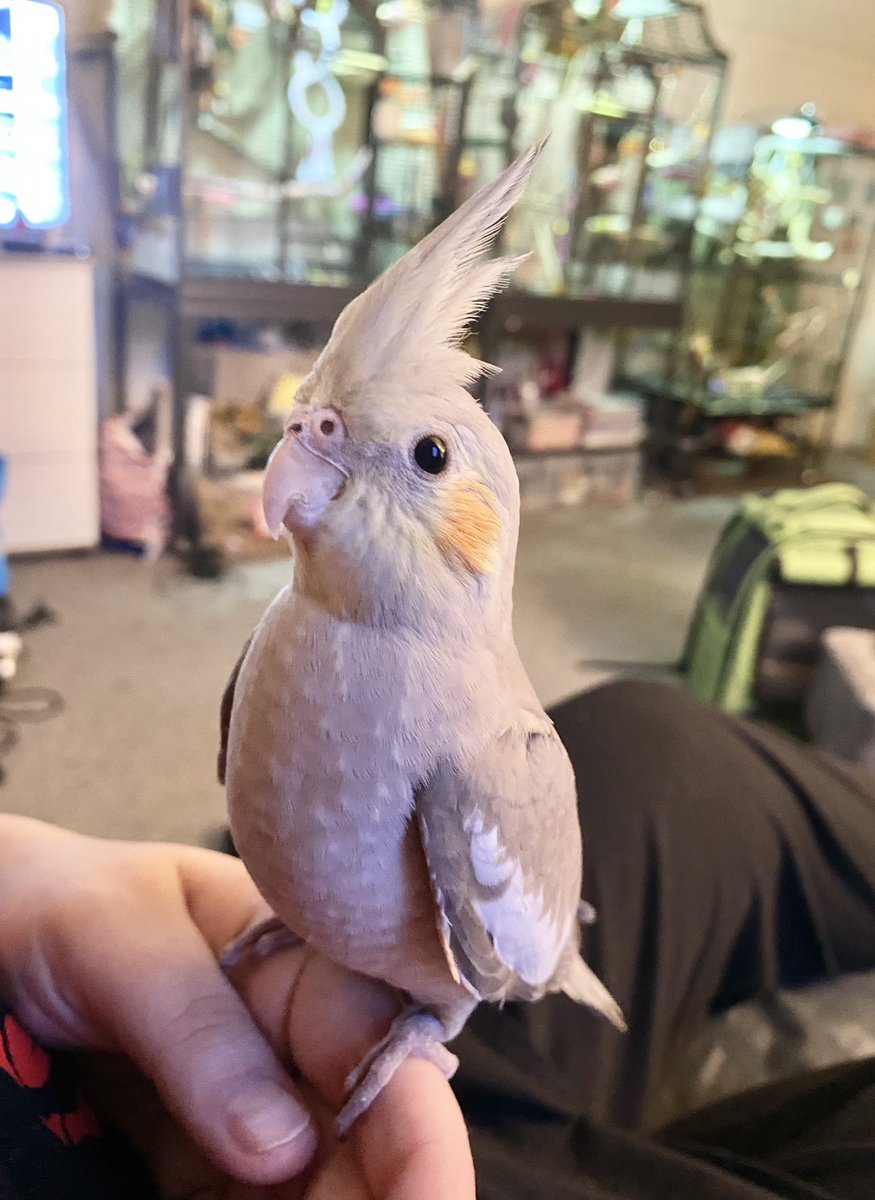 Freddie The Tiel tweet media