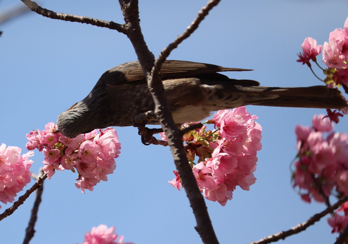 春の名物、鳥たちが花の蜜を吸う姿を撮影しに行きました おヒヨさんがたくさんの花に囲まれてご機嫌そう 一生懸命花の蜜をチューチューしておられました