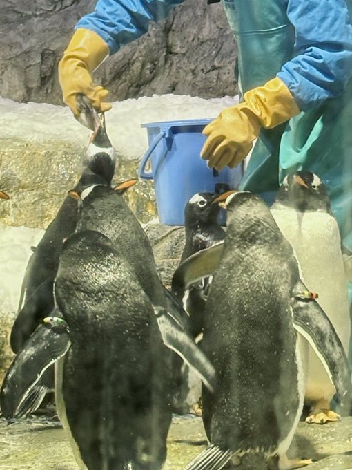 「何かを持っている ペンギン」のTwitter画像/イラスト(新着)