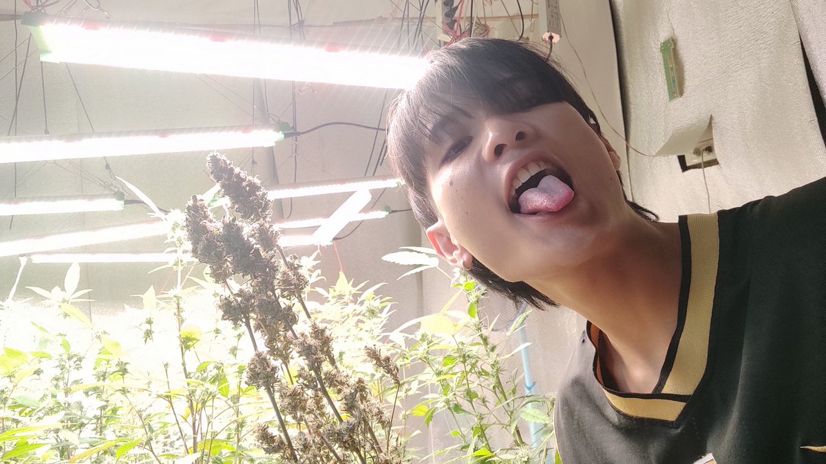 viewkim's tweet image. มาครับงานปลูกเองเริ่มต้น 30 บาท มีโปรครับ ส่งฟรีทั่วไทย line viewson5x
#กัญชา #กัญชาลำปาง #กัญชากทม #กัญชาราคาถูก #weed #หยิ่นวอร์ #brunomarsbkk2024 #งานบอลจุฬาธรรมศาสตร์ #yinyin_anw #natasitt #warwanarat