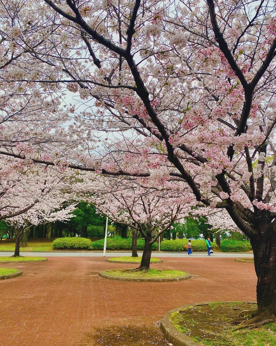 iwamizu kaori tweet media