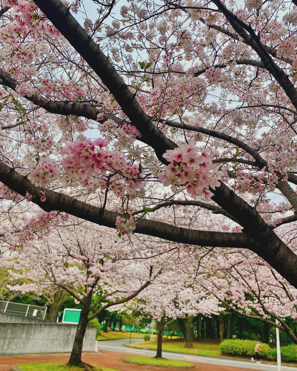 iwamizu kaori tweet media