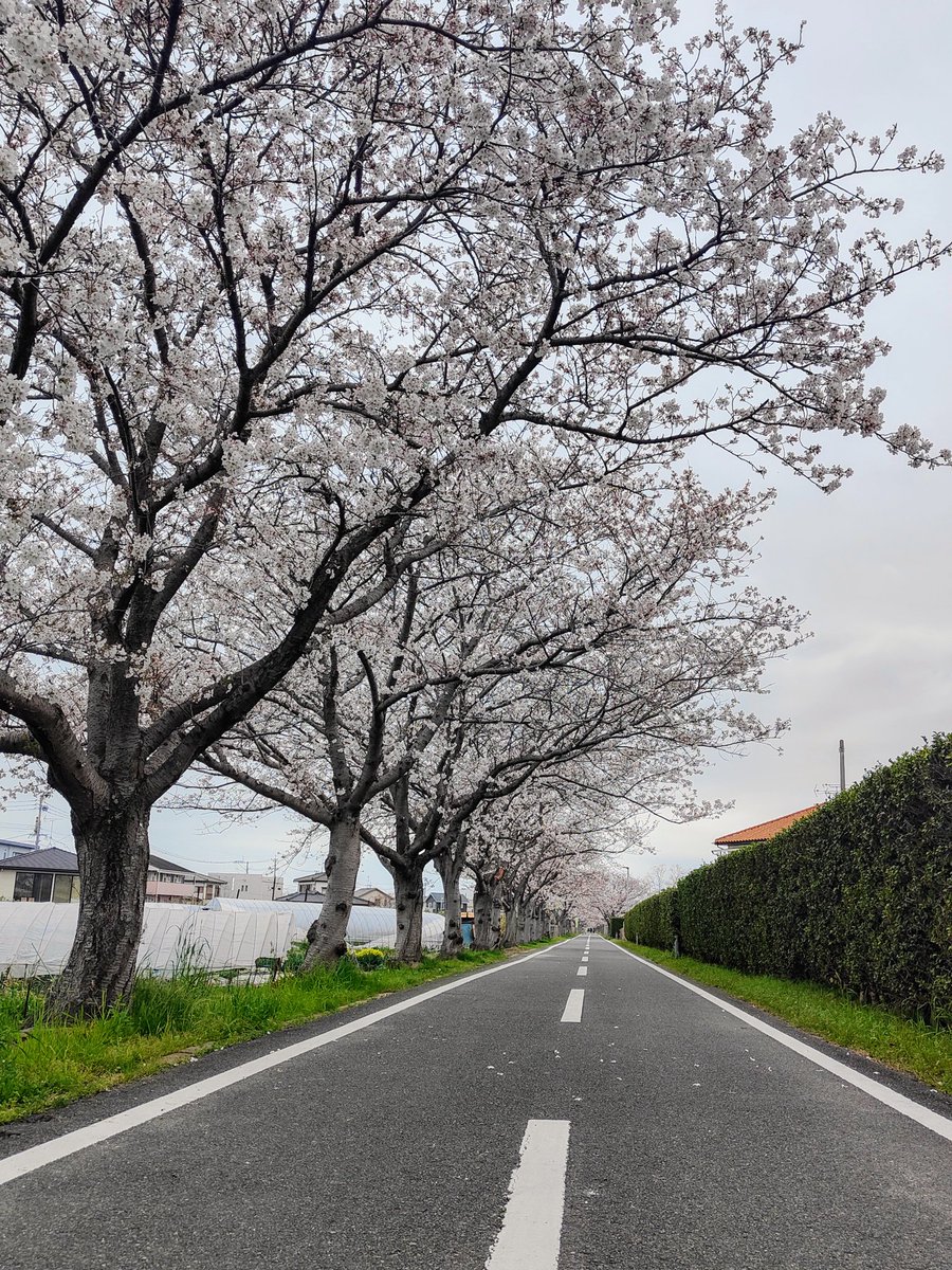 kenta27's tweet image. #oppofindx3pro
#OPPOカメラ部 
#写真好きな人と繋がりたい #ShotonOPPO
#桜道
#仲良し夫婦