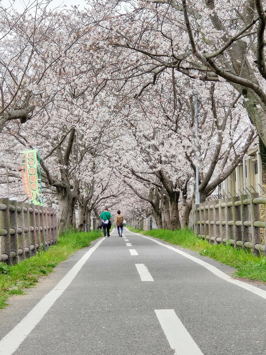 kenta27's tweet image. #oppofindx3pro
#OPPOカメラ部 
#写真好きな人と繋がりたい #ShotonOPPO
#桜道
#仲良し夫婦