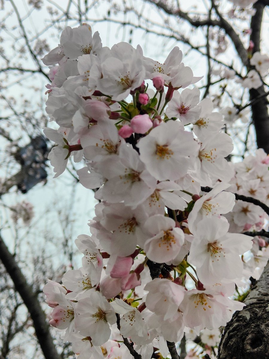 kenta27's tweet image. #oppofindx3pro
#OPPOカメラ部 
#写真好きな人と繋がりたい #ShotonOPPO
#桜道
#仲良し夫婦