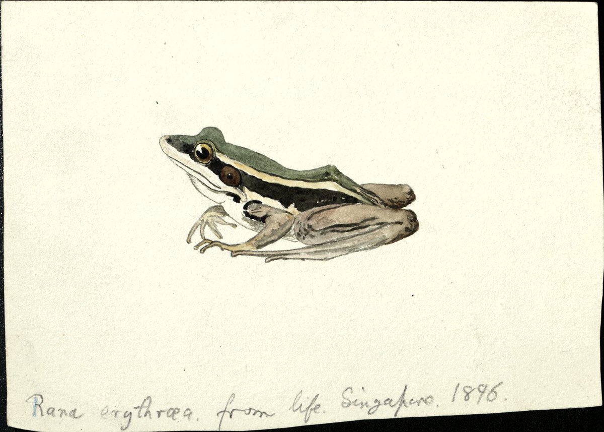 ZSLLibrary's tweet photo. Our new #blog celebrates the opening of the 'Secret Life of Reptiles and Amphibians' @ZSLLondonZoo #Archivist, Natasha, looks at the life of former Curator of Reptiles and Amphibians, Joan Procter, highlighting items in our #archives:
https://t.co/ryGsf2JBZ2 #WomensHistoryMonth https://t.co/qiSCJ2KGwt