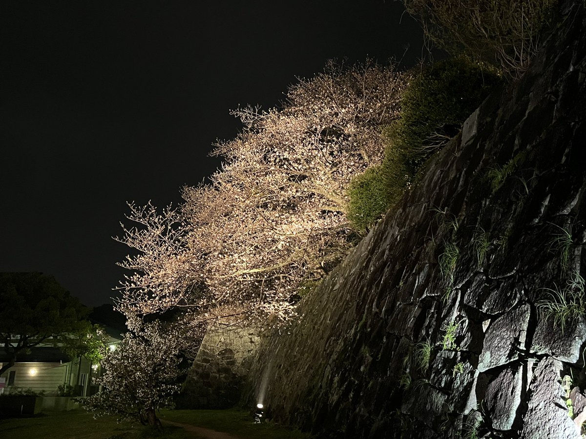 「城壁に桜の影が映っててめちゃくちゃ良かった!お団子買って帰ってきた! 」|ゆきどけのイラスト