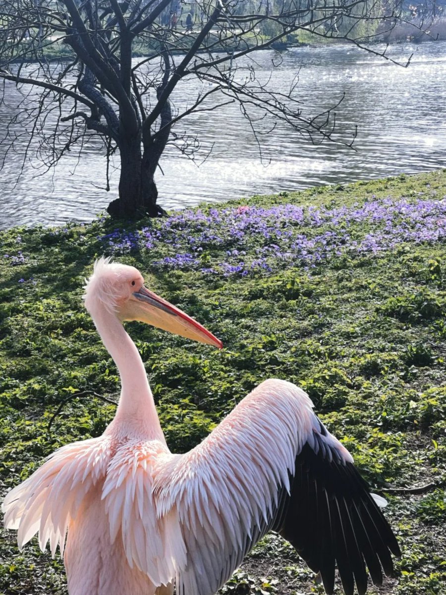 🇬🇧st James Park really has everything! #LONDONPARK # VISITING THE PARK # Visiting the park is the serious thing