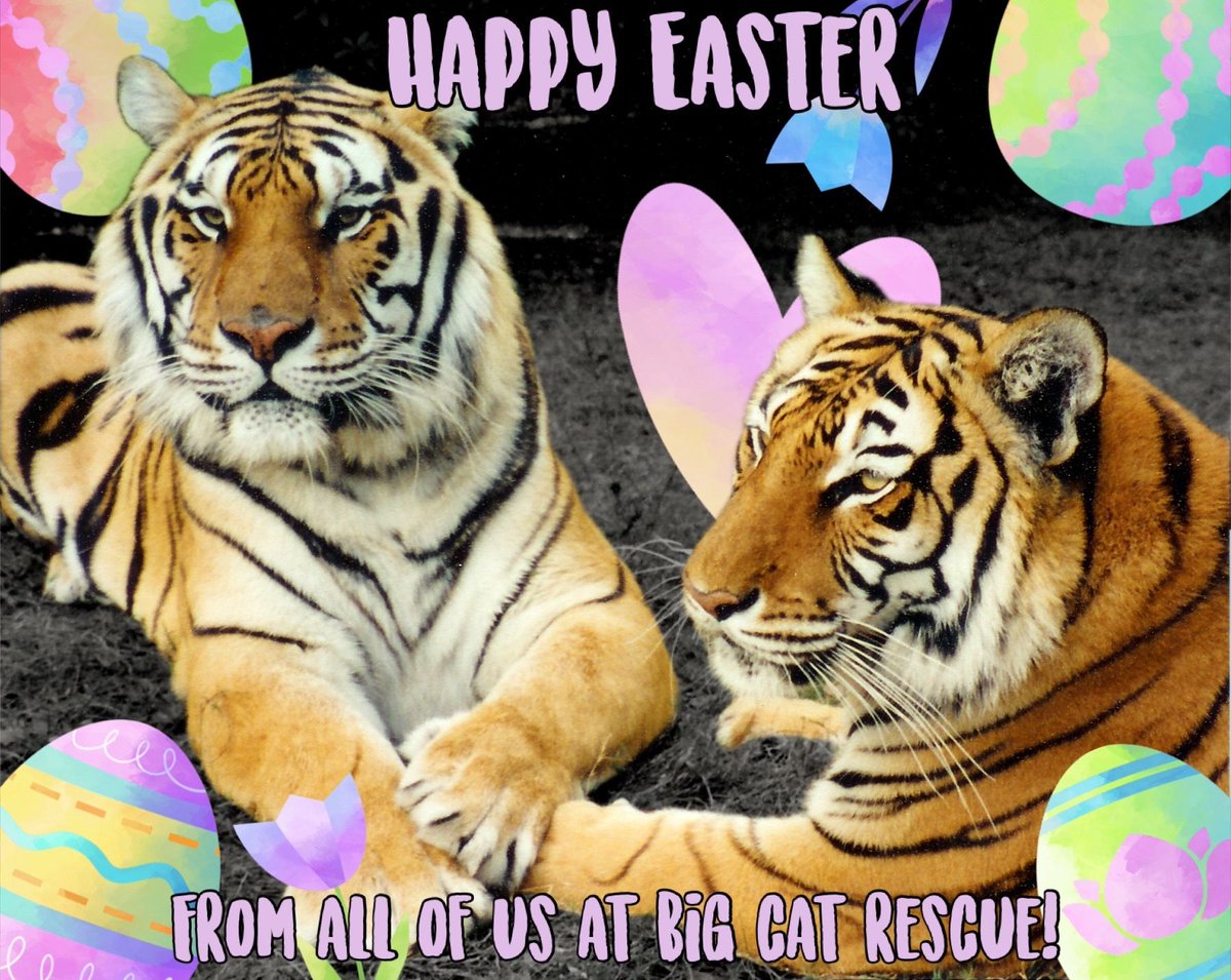 🐾🐇🐣𝐇𝐀𝐏𝐏𝐘 𝐄𝐀𝐒𝐓𝐄𝐑! 🐣🐇🐾 #BigCatRescue #BigCats #Easter #HappyEasterSunday #Tiger #Cute #MemesDaily #Conservation #Wildlife #SaveThePlanet #CaroleBaskin