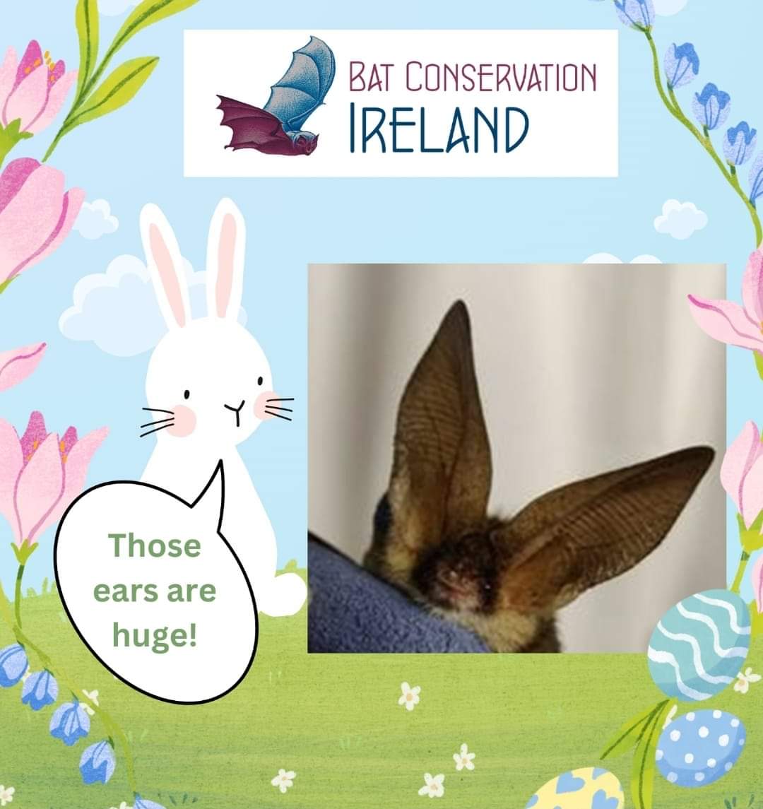 Thank bats for your chocolate treats today 🍫 Learn more 👇 tinyurl.com/2zb9feb2