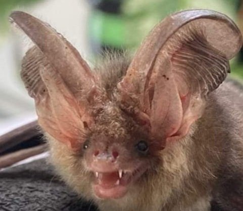 Batty Easter from us and the bats 🦇

#LoveBats #Easter