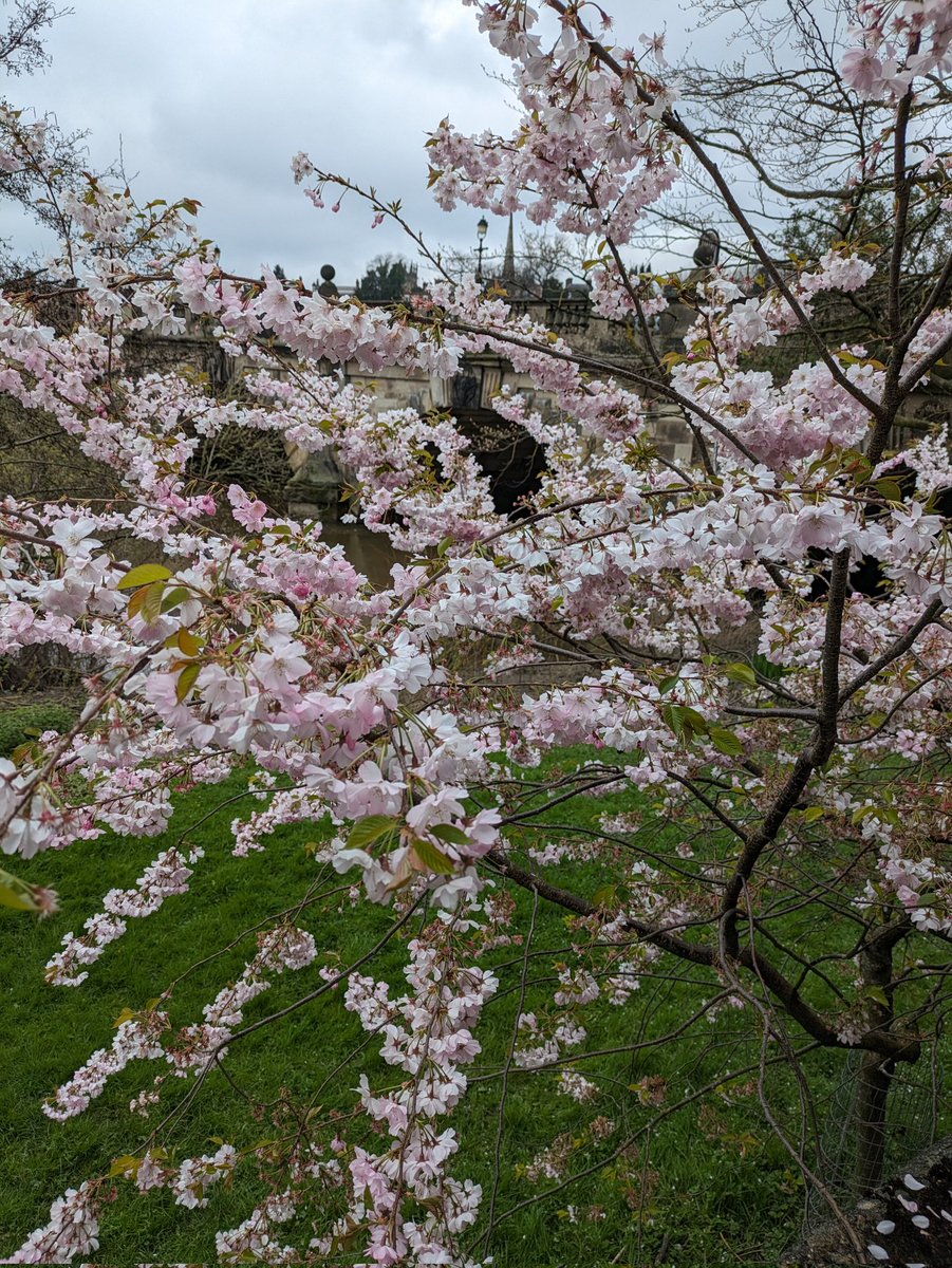 littlemissbumpr's tweet image. Some days are all about my favourite pair of shoes. 

#Converse #hitops