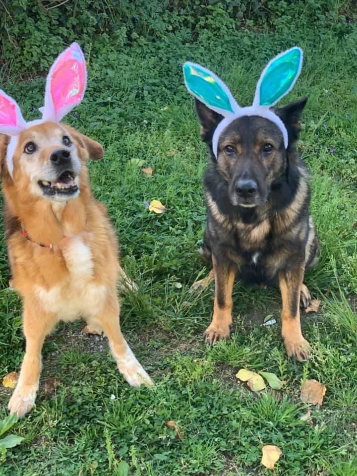 Happy Easter on behalf of the entire pack at Project K-9 Hero! PROJECTK9HERO.ORG