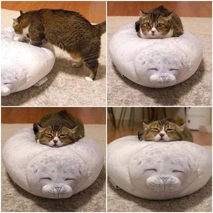 this cat on a fluffy seal pillow