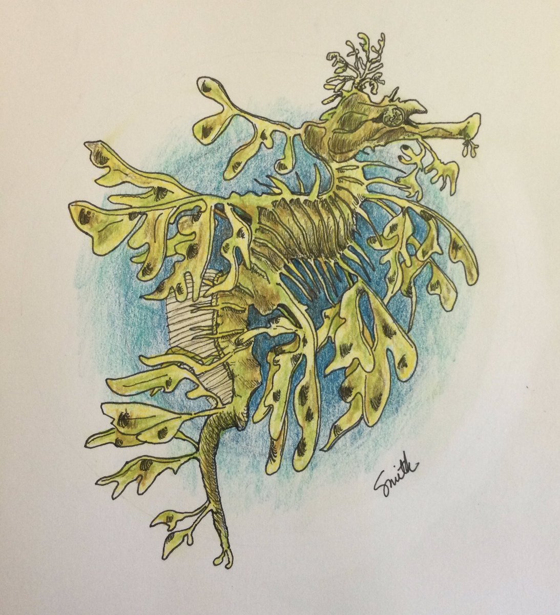 A Leafy Seadragon (Phycodurus eques) for the #SundayFishSketch #FishyTheme “Monday’s April Fool's Day, so sketch a prankster/jokester fish (one with lures, pretending to be other things…).” Is it a fish? Seaweed? They’re the marine emblem of Australia’s state of South Australia.