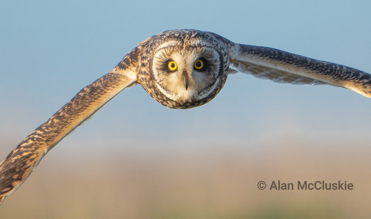 Eyes of a predator, #shortearedowl #owls #owl #birdsofprey #birdphotography @Natures_Voice @rawbirds @Britnatureguide @WildlifeMag #bbcwildpotd #ThePhotoHour @SonyAlphaShots