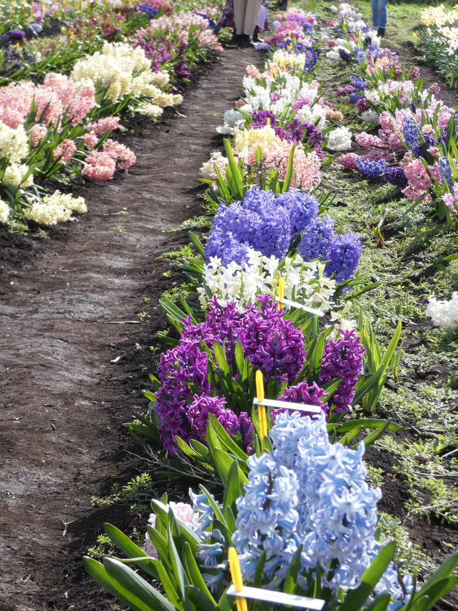 Alan Shipp's National Hyacinth Collection @Plantheritage lovely sunny visit yesterday in Waterbeach, Cambridge, open today until 5:00pm