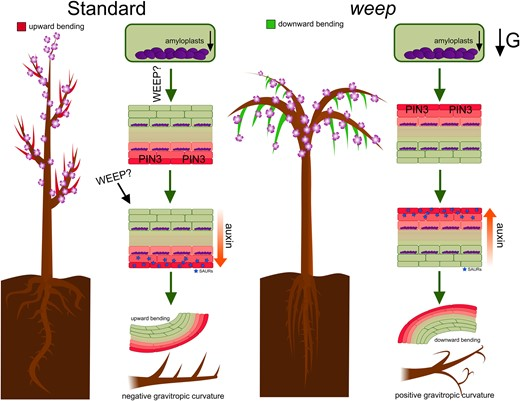 What makes a tree weep? 🌳💧
Unraveling the molecular mechanisms behind the graceful drooping branches of weeping trees. The hormone auxin and the gene WEEP play key roles in guiding gravitropism
N&amp;V: doi.org/10.1093/plphys… 
Orig ar: doi.org/10.1093/plphys…
#auxin #gravitropism
