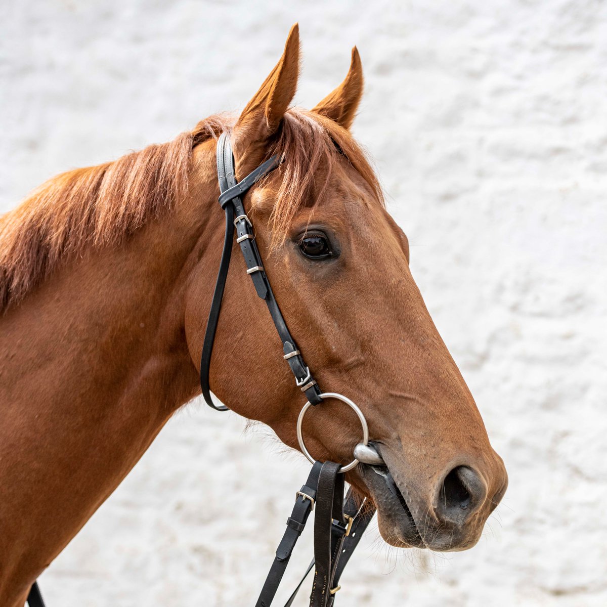 Two runners at @SouthwellRacing today. Marcello Si goes for his third win of 2024, and he's followed by Lord Abama. @connorbeasley9 rides both. Good luck to connections.