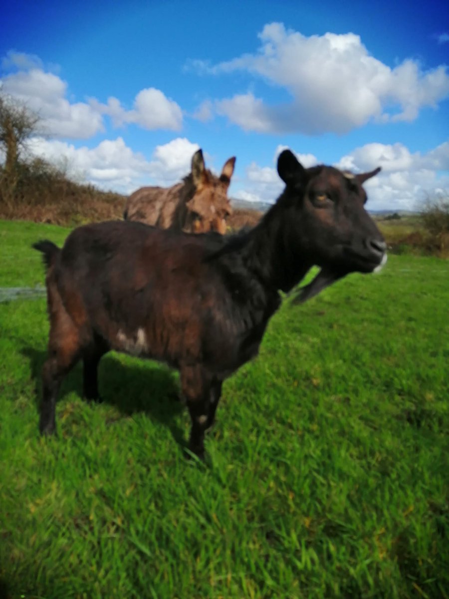 catlowry54's tweet image. Hello everyone.... very special home is needed for this unlikely bonded pair... they cry if they can't see each other &amp;amp; they are inseparable. Do you know anyone who could love this pair. #Donkey gelded &amp;amp; 20 years old. Secure fencing,shelter required &amp;amp; home check applies 💕