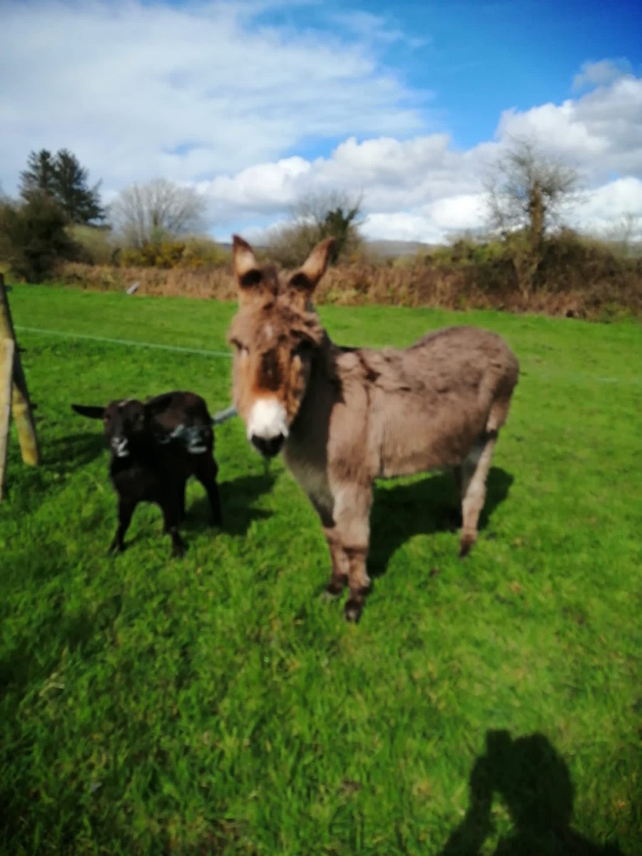 Hello everyone.... very special home is needed for this unlikely bonded pair... they cry if they can't see each other & they are inseparable. Do you know anyone who could love this pair. #Donkey gelded & 20 years old. Secure fencing,shelter required & home check applies 💕