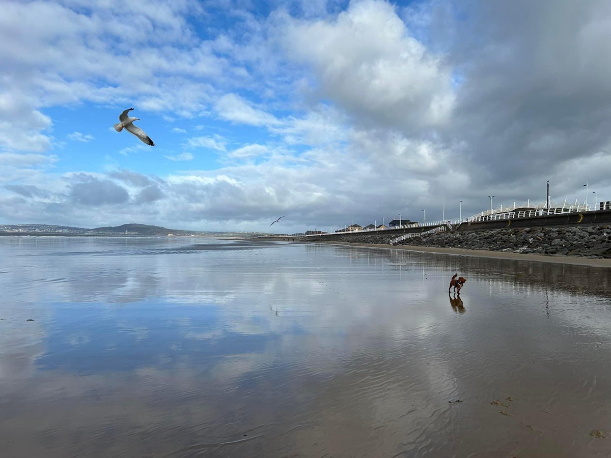 spgalea's tweet photo. Spring at last! 🙌
Early morning beach🌊 (ball chase🎾) walkies🐾 on #StudySaturday👩💻 with my bestie, #DigbyDog🐶
#Cymru #Wales🏴 https://t.co/SUegzI259d