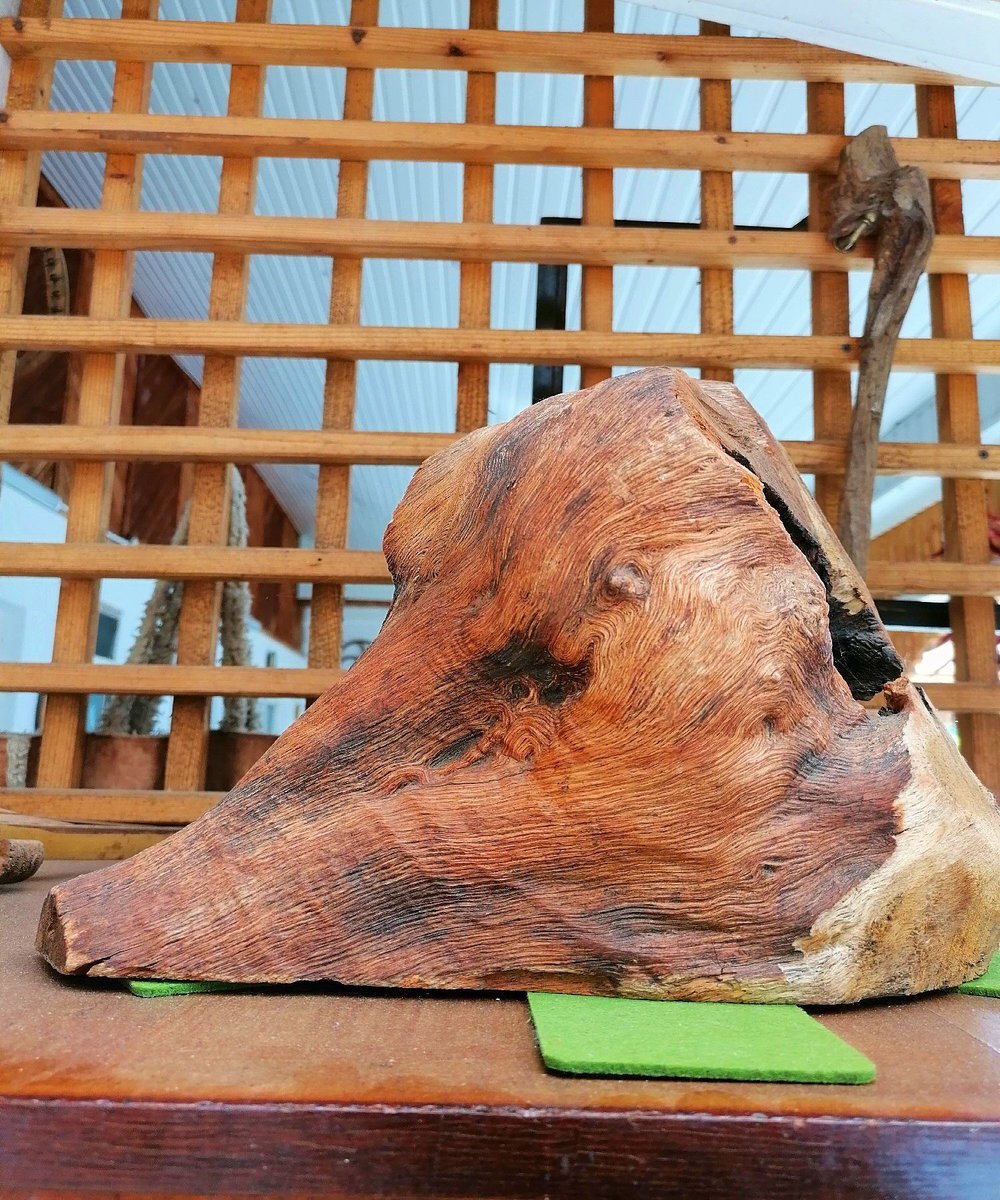 GuideToRomania's tweet image. Wooden pig. The creation of nature without human intervention! [buff.ly/44amYZL] #DraculaLand #Romania #beautiful #culture #sculpture