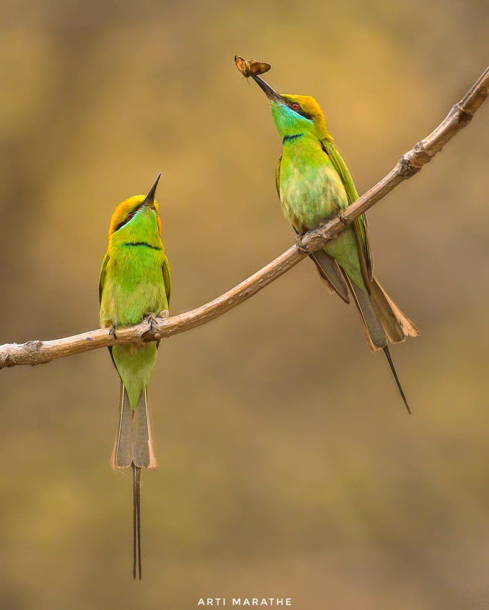 Green Bee-eaters Happy Holi !! #IndiAves #ThePhotoHour #BBCWildlifePOTD #natgeoindia #birdwatching #nikon #Holi #birds #wildlifephotography #nature #birdphotography #photooftheday