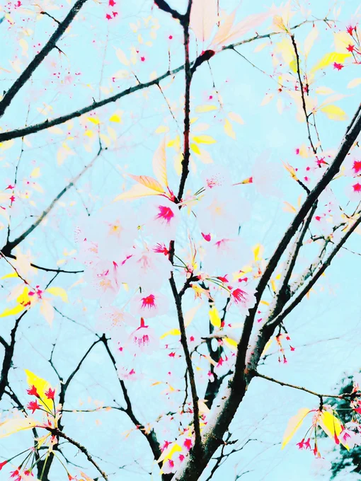 スマホでフィルター加工を10回重ねた写真でしか得られない色味がある 