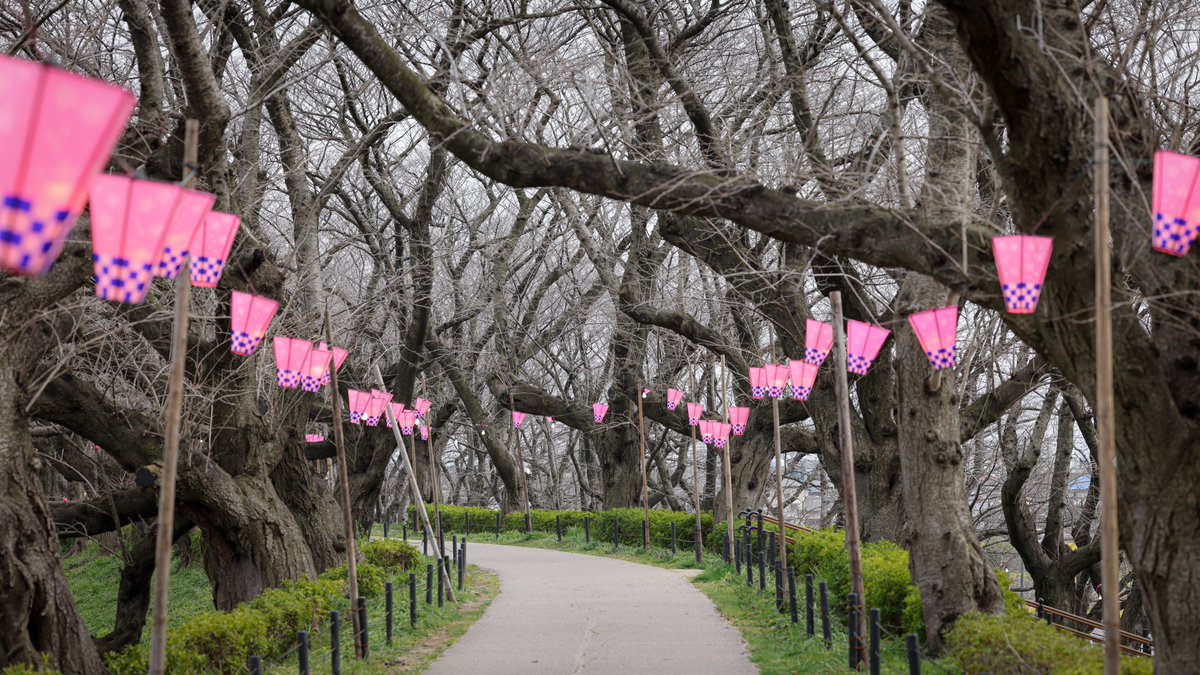 今日の幸手権現堂桜堤。
ソメイヨシノ開花状況です。