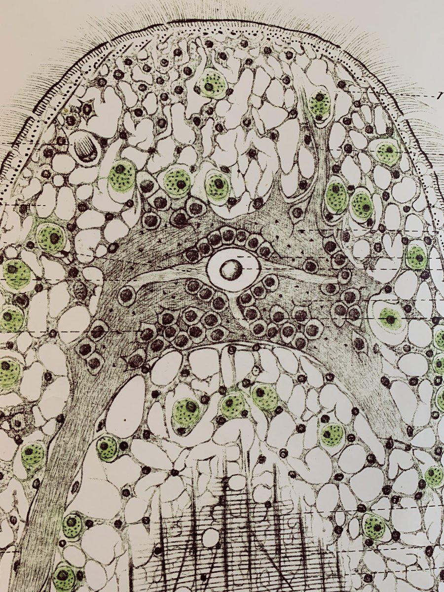 Collecting the critters: Symsagittifera roscoffensis. The diagram from Yves Delage, 1886!