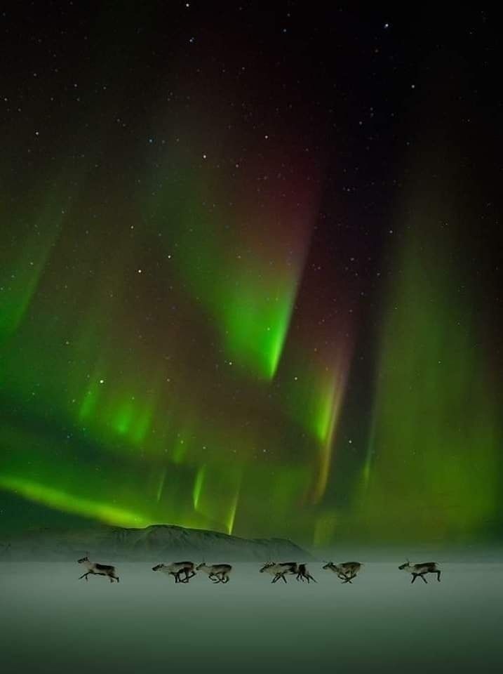 Reindeer under the Northern lights by Ignacio Palacios