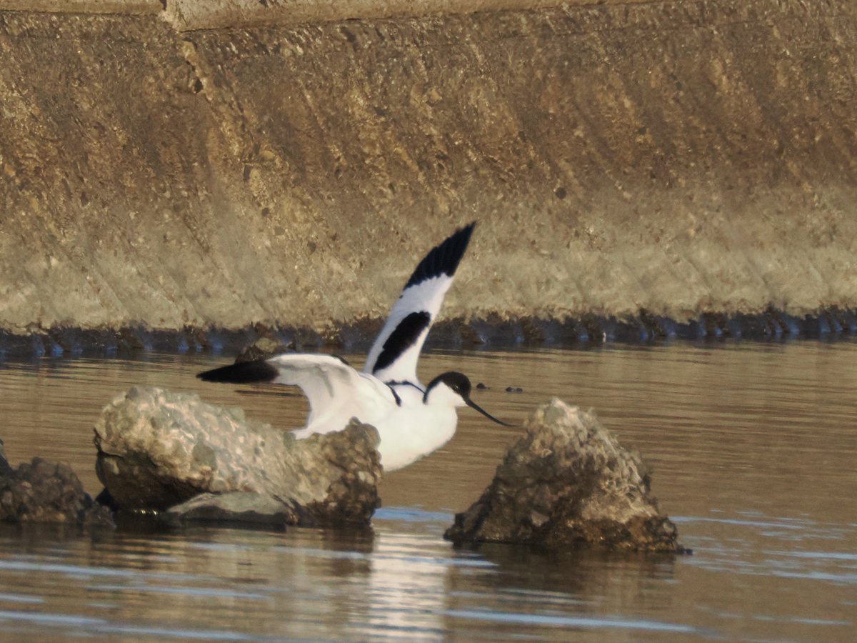 出水のツルと野鳥 〜Cranes & Wild Birds〜 (@izumi_wildbird) / Posts / X