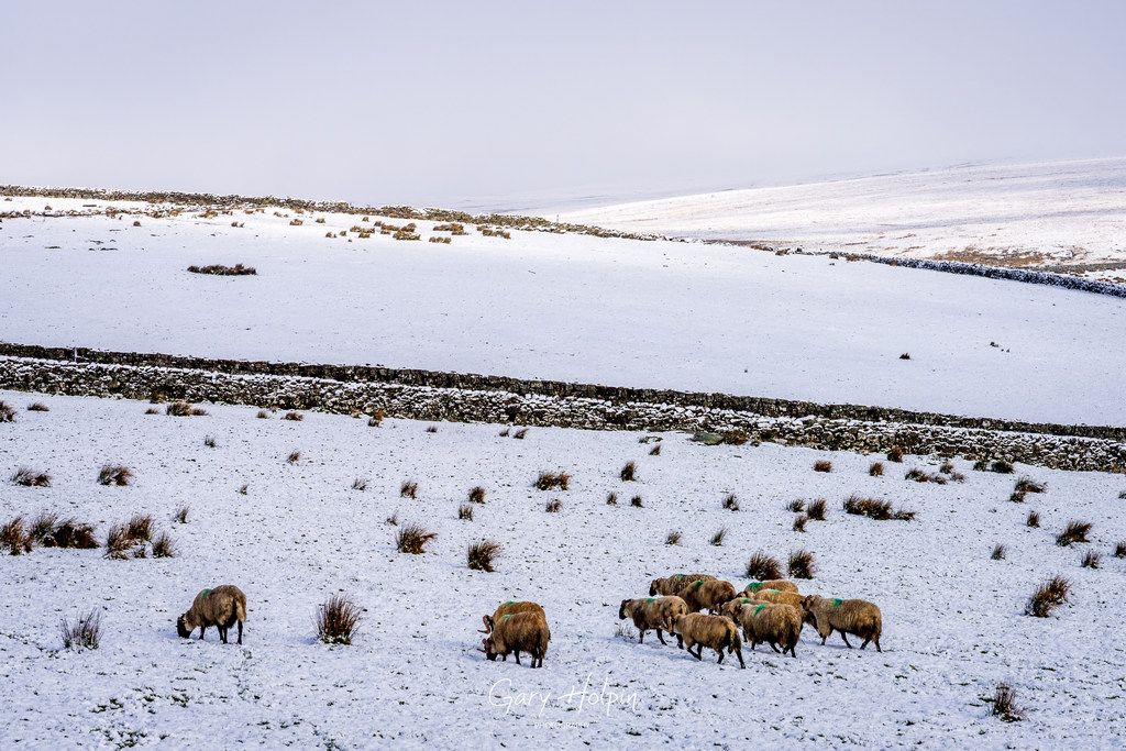 Happy #Sunday! It's time for the #SundayVote! Let me know your winner below... 👇 Please make sure to Repost too! 😀 1. Storm clouds over Merrivale 2. Light on the landscape 3. Snow at Fernworthy 4. Sheep in the snow #dailyphotos #dailyphoto