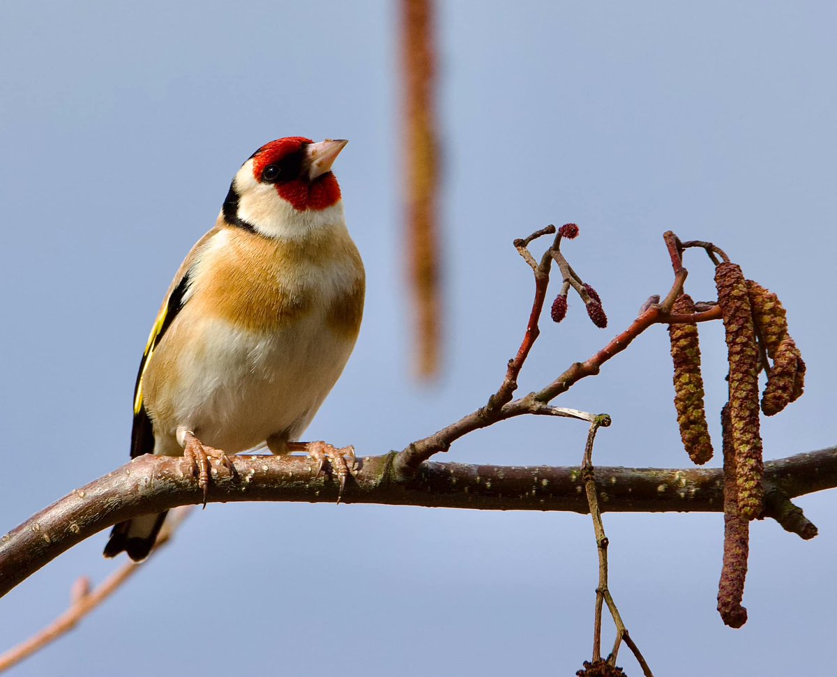 Fantastic shot of a Goldfinch taken at Clennon Lakes, within our Geopark, 📸 : Paul Snell