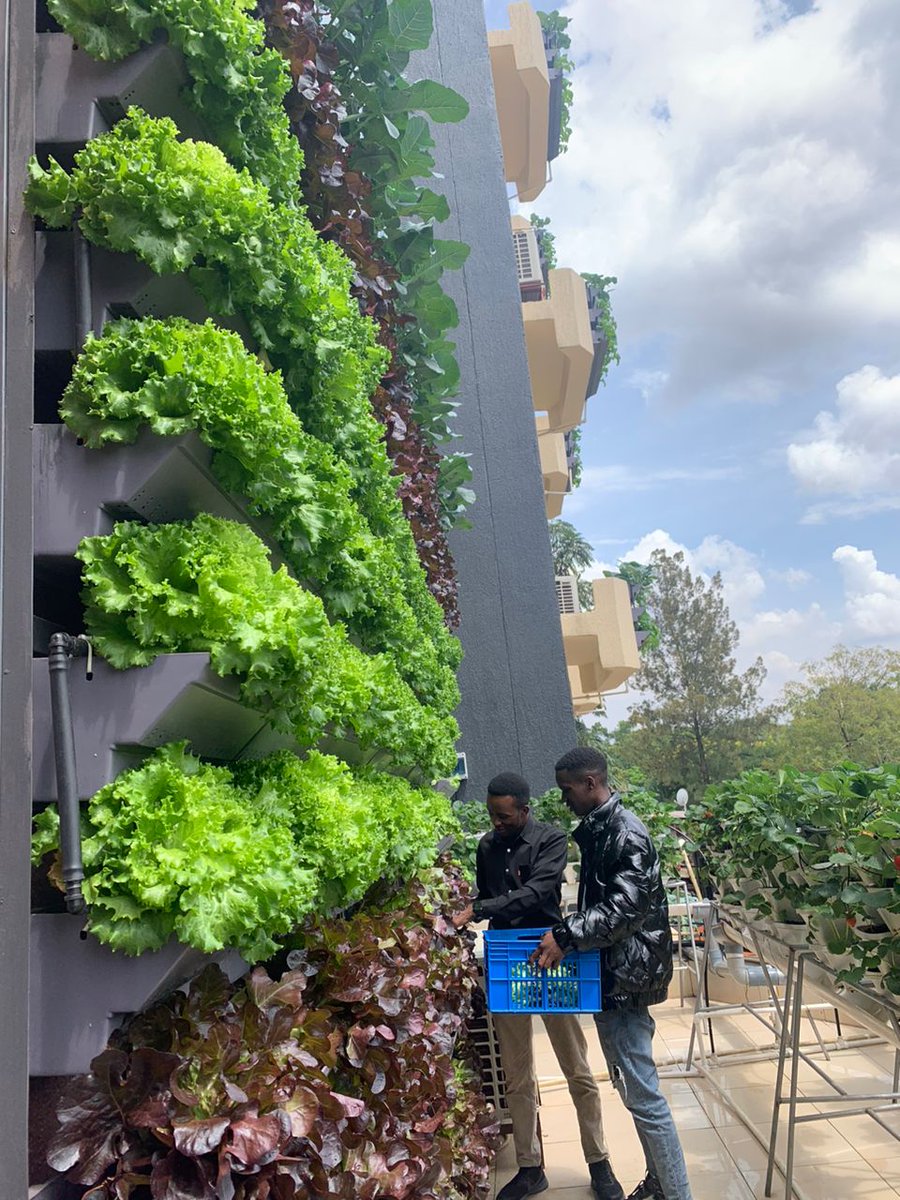 Great day learning about the new Rwandan #VerticalFarm from the experts. 

Huge thanks to @jcniyomugabo and other agri leaders for sharing their knowledge. 

This project truly embodies the spirit of #AgInnovation.  @iQuitNot #GreenRwanda  #KeepLearning